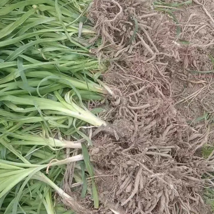 贵州黄花菜苗百亩种植园 批发黄花菜苗 黄花菜苗价格