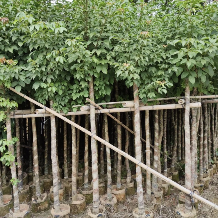 浙江秋枫树种植园 批发秋枫树 秋枫苗木价格