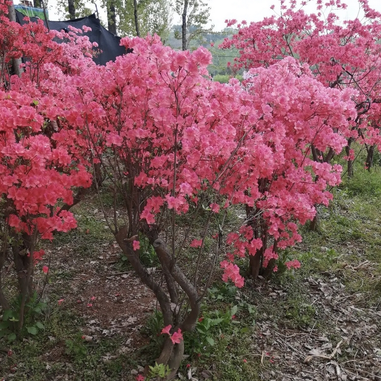 绿色类 花色色系 粉色系 树形 圆球形 主要观赏部位 观叶 货号 杜鹃桩