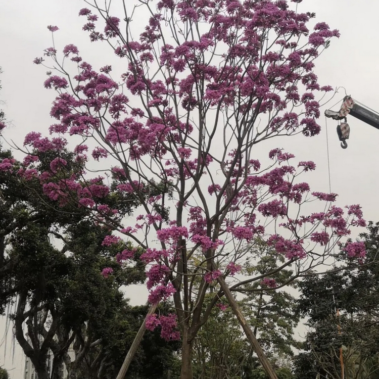 紫花风铃木种苗种植基地 批发紫花风铃木种苗 紫花风