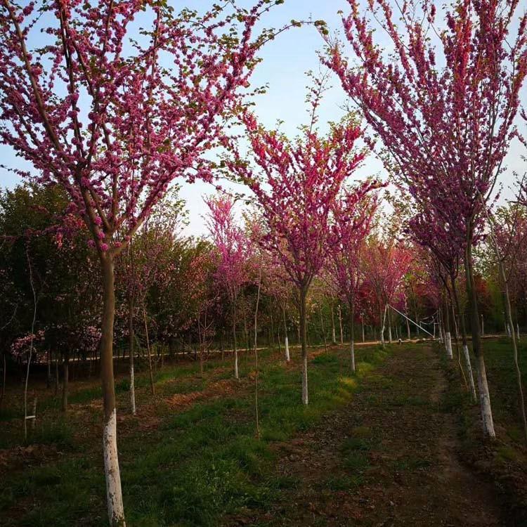 南召种植报价苗木巨紫荆树价格 河南南阳种植报价苗木