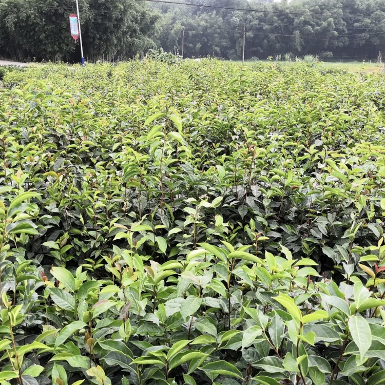 广东中科大果红花油茶树苗种植基地 批发中科大果红花