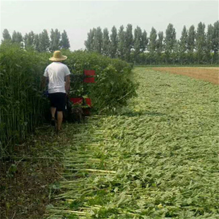 佩兰艾草秸秆收割机 低留茬放片割秧机 小型手推式药材割晒机