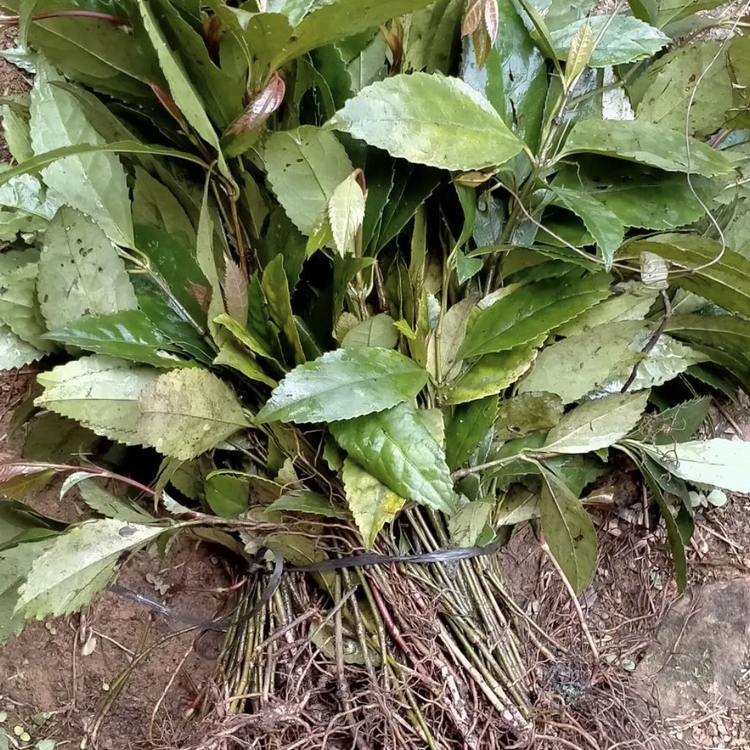 节骨茶苗百亩种植主产区 批发节骨茶苗 节骨茶苗哪里