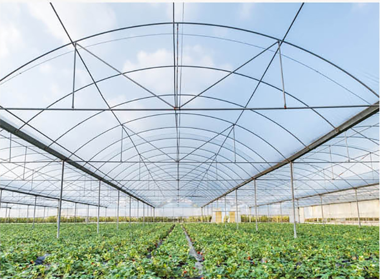 Shuaifeng manufacturer sells polyethylene greenhouse film, agricultural plastic cloth, non dripping film, moisturizing and insulation wholesale customization