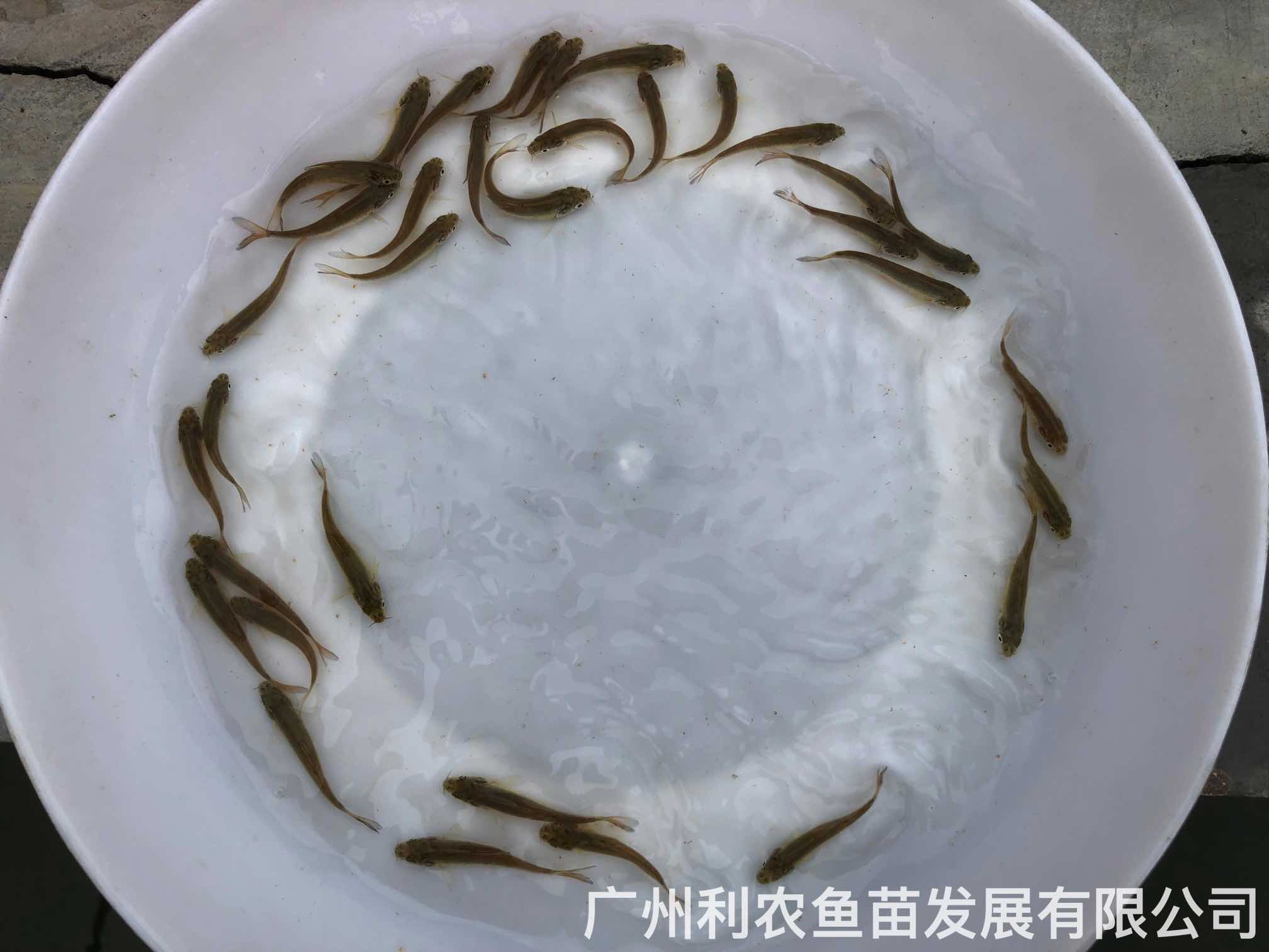 Wholesale of silver cod fry, large scale barbel fry breeding base, source breeding base, direct supply