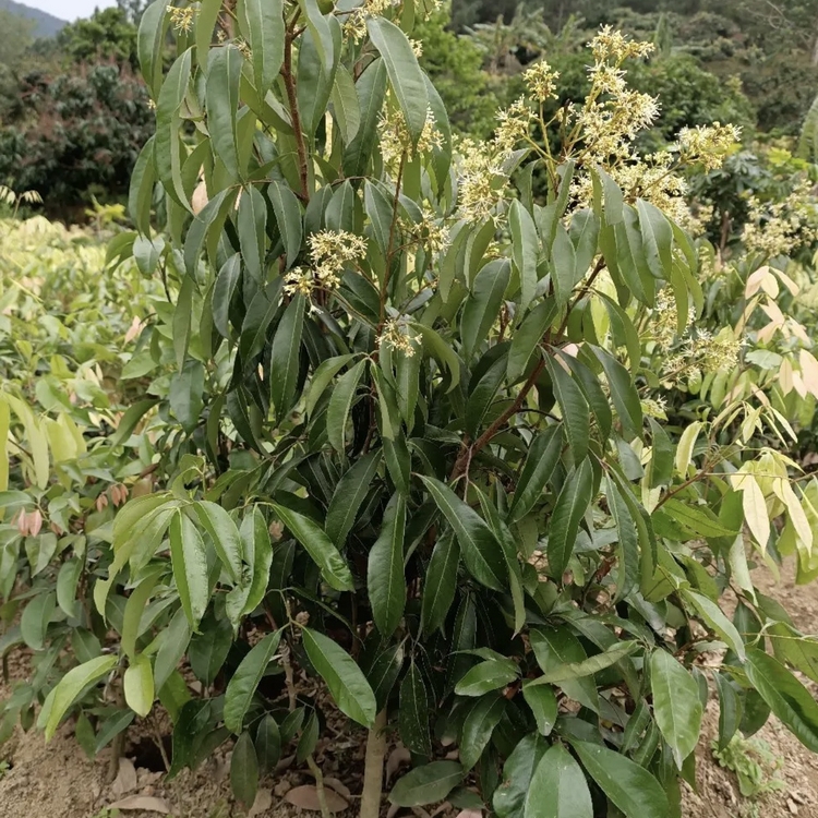 Zhejiang litchi fruit seedlings Growing region wholesale March red litchi seedlings March red litchi seedlings