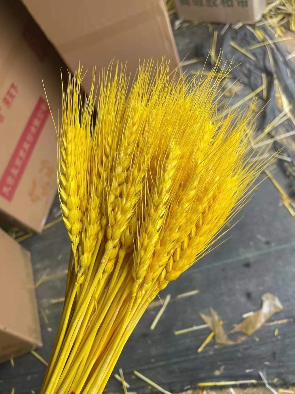 Selling golden barley wholesale with high-quality dried flowers, symbolizing that manufacturers produce flowers and plant seeds in the market at home