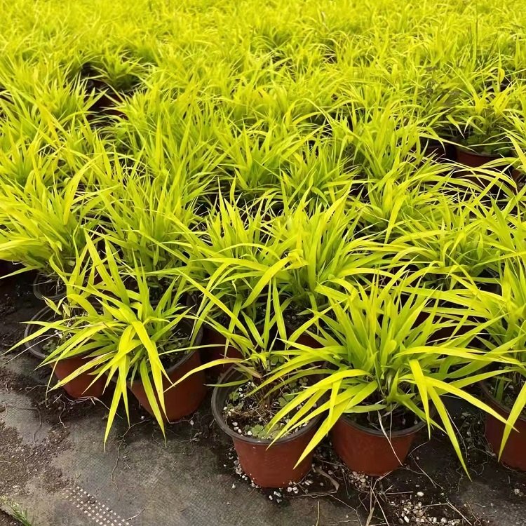 Golden Leaf Box Root Grass, Small Seedlings, Flower and Seedling Base Ships Large Quantity for Long Term Supply