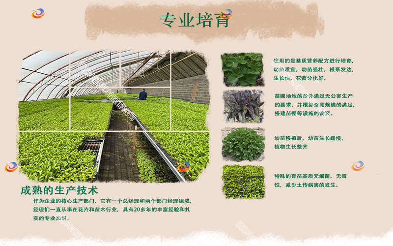 Landscape engineering, greening, multi-color lily landscaping, flower border, flower belt, seedling base, greening, lily seedlings