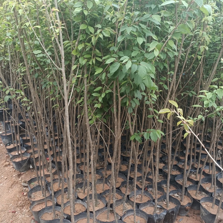 More than ten years of experience in seedling cultivation under the full process technical guidance of direct supply of Japanese cherry blossom seedlings by farmers