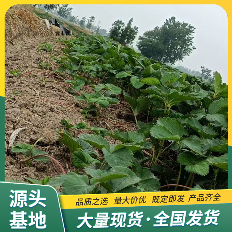 Picking of Red Strawberry Seedlings in Greenhouse Using Source Factory with Pots and Soil for Lufeng Horticulture