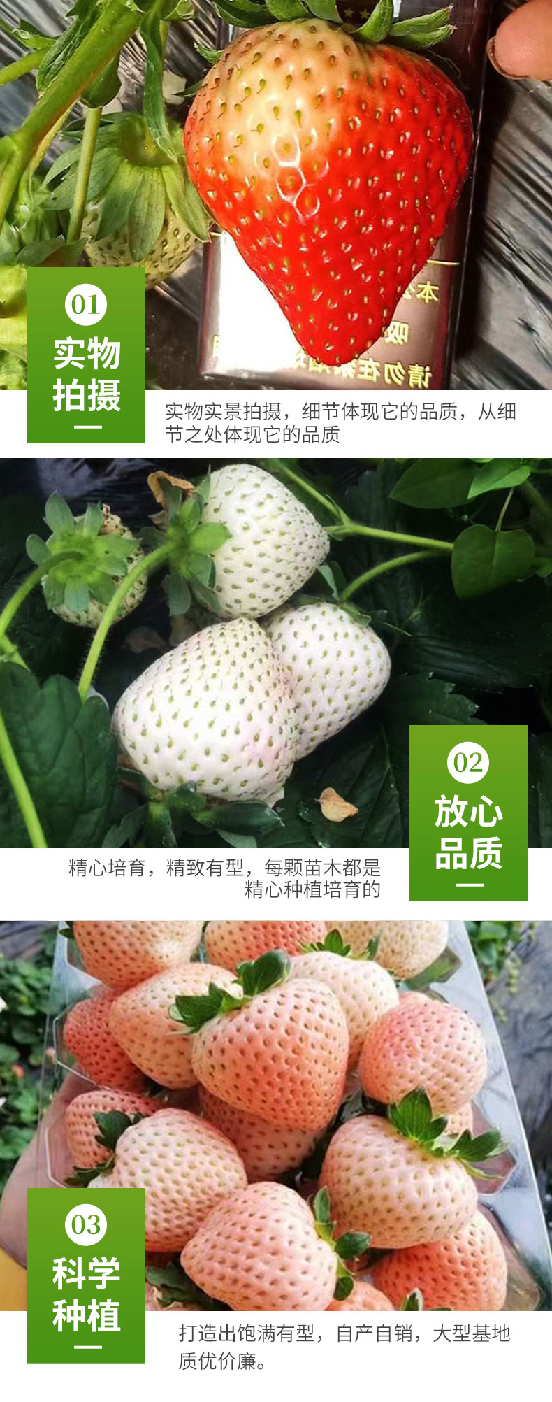 Snow White Strawberry Seedling Picking in Greenhouse Source Factory Roots Developed Lufeng