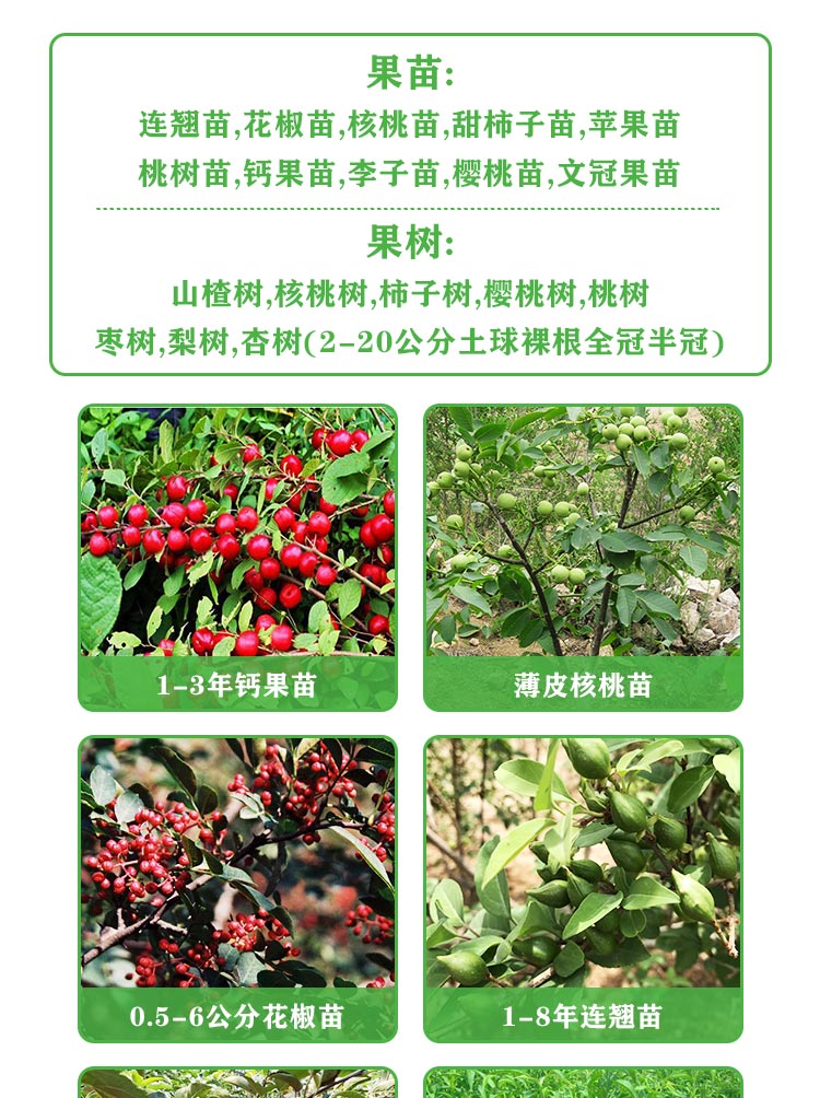 Dahongpao Zanthoxylum bungeanum seedling source base, available in sizes of 0.8-1.5cm, with well-developed root systems