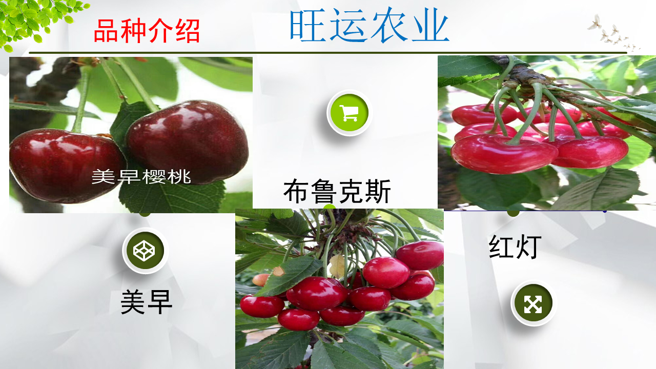 Yellow cherry seedling variety Huangmibinku Brilliant and mature, sweet and not sour, with a bright and slightly reddish color