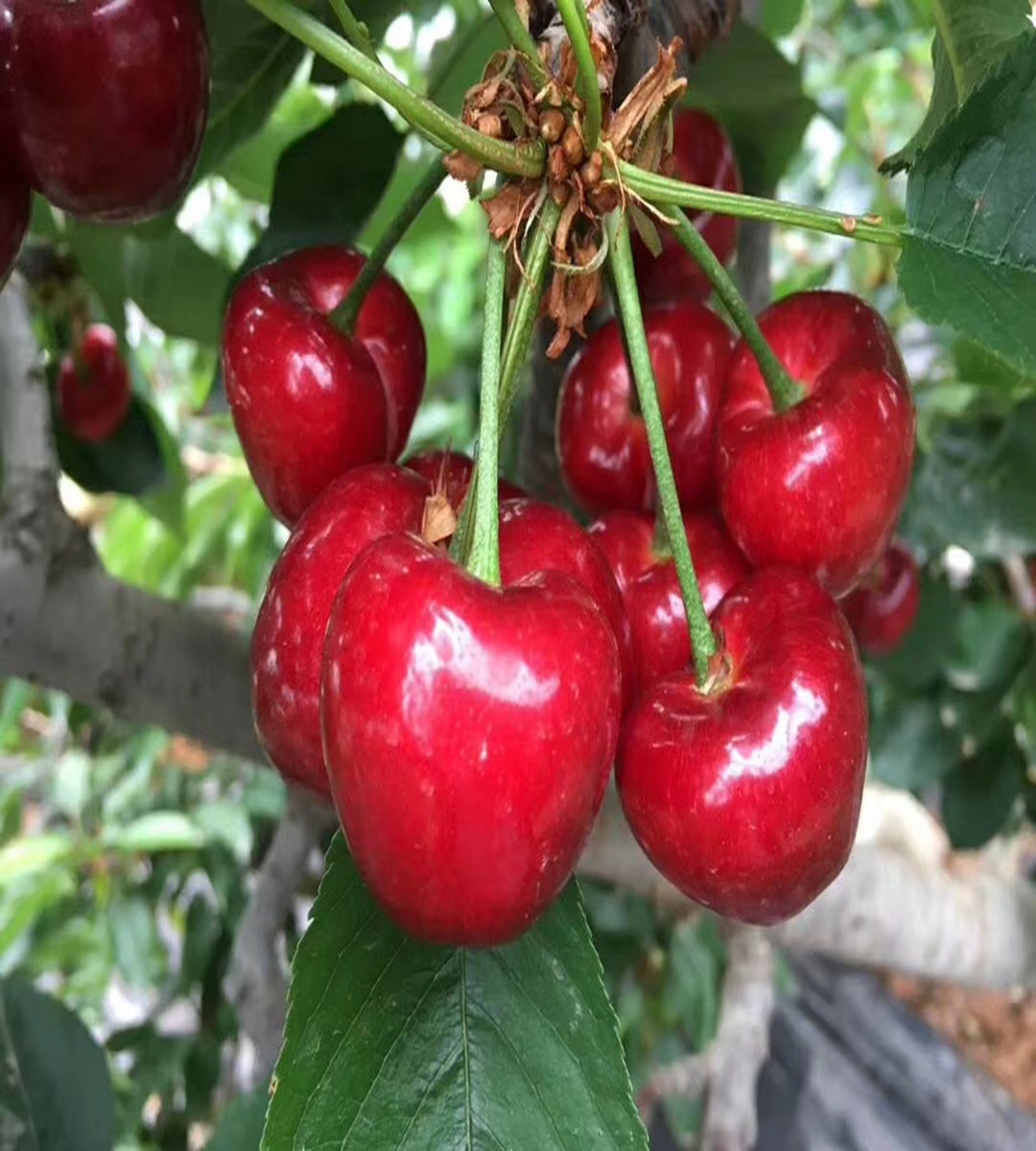 Dwarf Samitot Cherry Seedlings in Wangyun Agricultural Base Spot Lucky Star Fuchen Tamara Survives Well