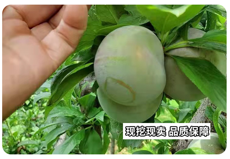 Tasty Emperor Plum Tree Seedling Dinosaur Egg Plum North South Suitable for Bee Sugar Plum Seedling West Plum Plum Seedling