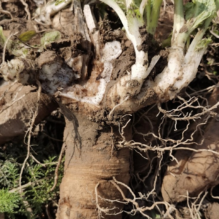 Perennial base supply of black ginseng seedlings, direct distribution of contracted cultivation management technology, pure and reliable quality