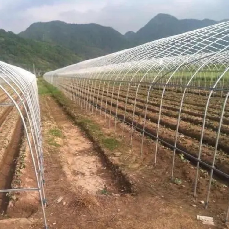 Building a plastic greenhouse with strawberries and grapes for rain protection. The film has good transparency and is fast to install