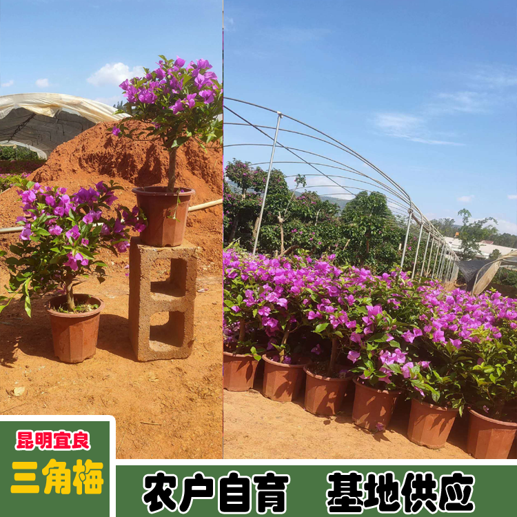 Wholesale of self-produced and self sold potted seedlings of Xinliao Sannong triangular plum varieties and pictures