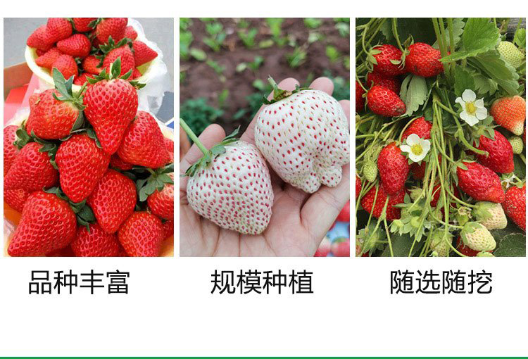 Milk Strawberry Seedlings, Large Fruit Shape, High Yield, Bright Color, Wholesale, Greenhouse Planting, Intelligent Forest Seedling Planting in Bases