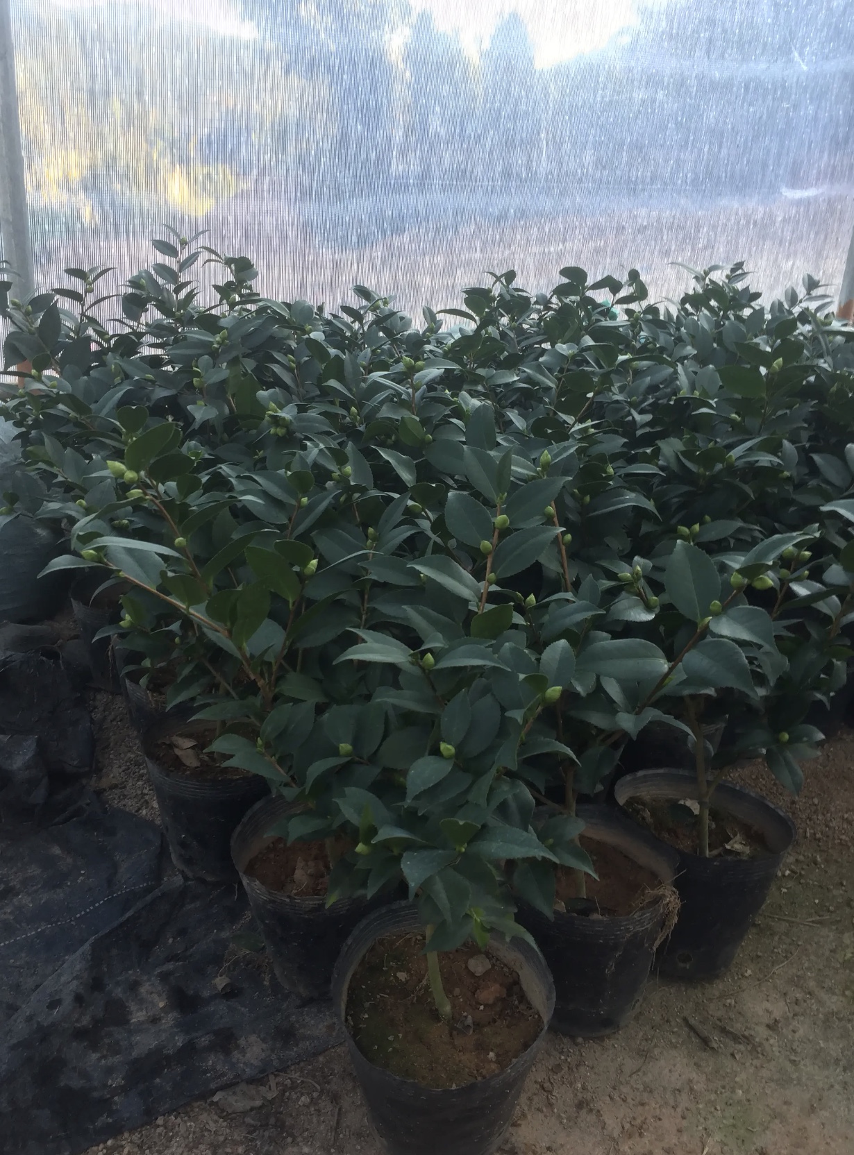 Wholesale of fragrant camellia seedlings and fragrant camellia in a hundred mu planting base