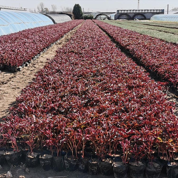 Potted ornamental peony green seedlings, single petal double petal flowers with thick and sturdy roots, and several cultivated and shipped from the base