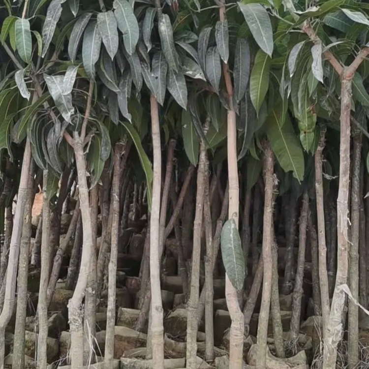 Chongqing Taiya Mango Main Production Area Wholesale Guiqi Mango Seedlings Free Planting Technical Guidance