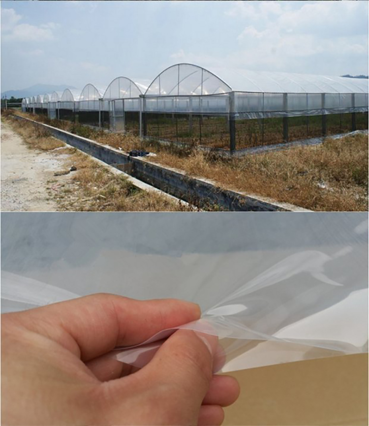 Shuaifeng manufacturer provides grape specific greenhouse film, polyethylene film, arch greenhouse film, white and transparent