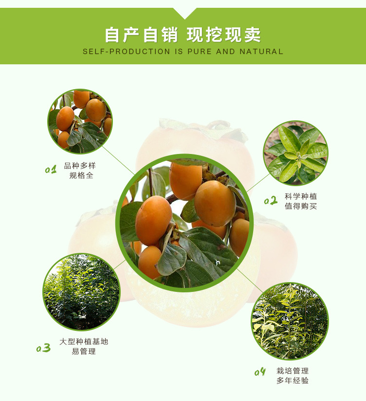 Sweet persimmon tree fruit, big and crispy, sweet Yangfengzi seedling variety, pure and new Chinese seedling