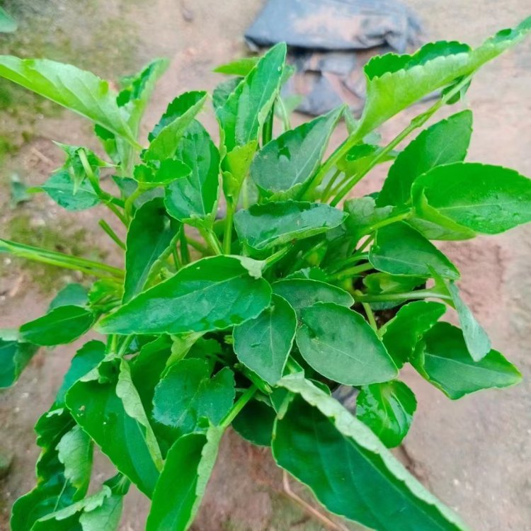 Early spring ornamental flowers with long flowering period and sufficient direct supply of small seedlings in the base of purple glutinous rice