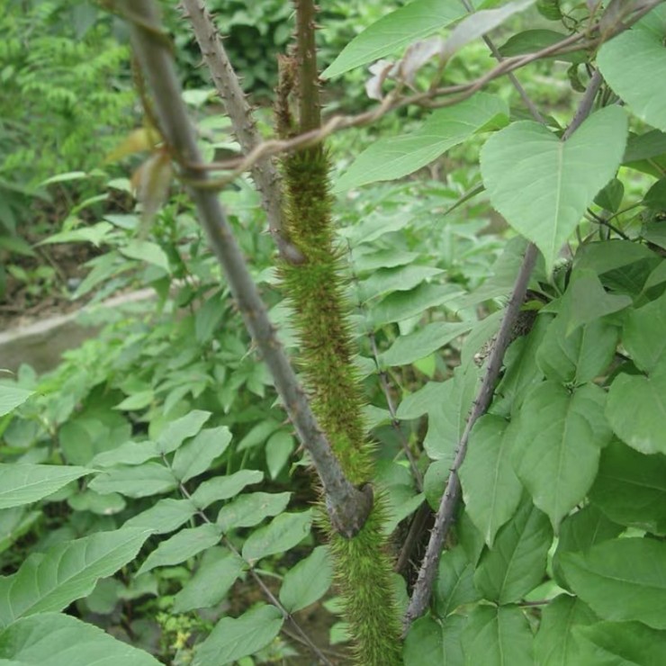 Free technical guidance for first-hand sources of newly harvested thorny and old sprout seeds from the origin of the year