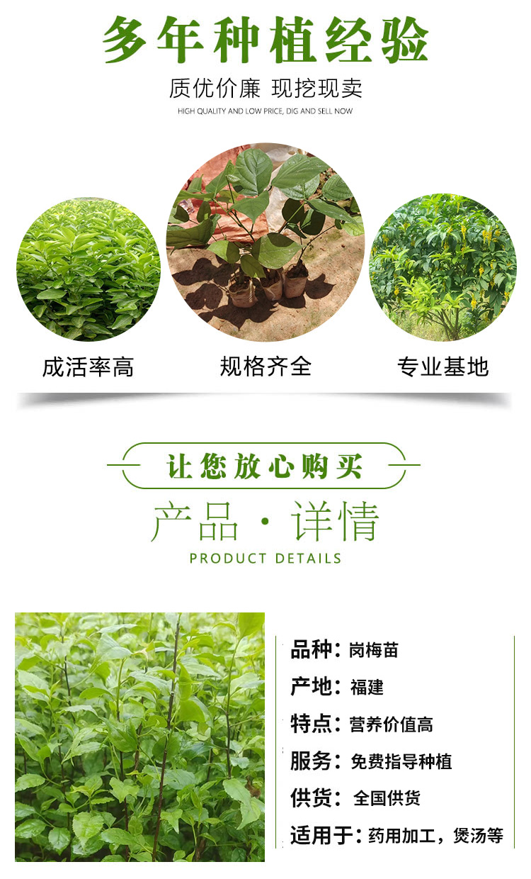 Wholesale survival rate of plum seedlings directly supplied by the base is high, and various specifications are troublesome to guide planting