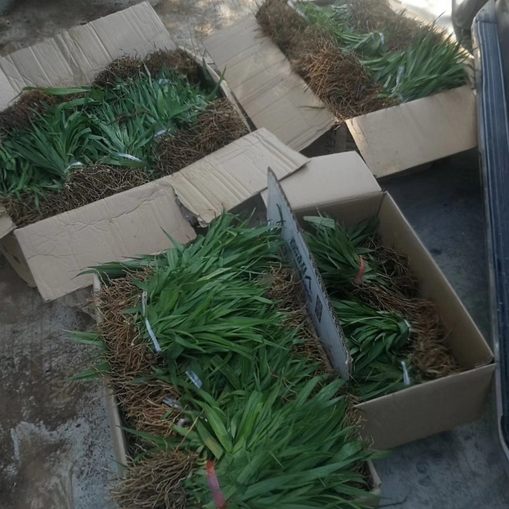 Direct supply of purple flowers, three forked white hyacinth sprouts and seedlings from the place of origin, door-to-door package, welcome to call, negotiate, and share experience