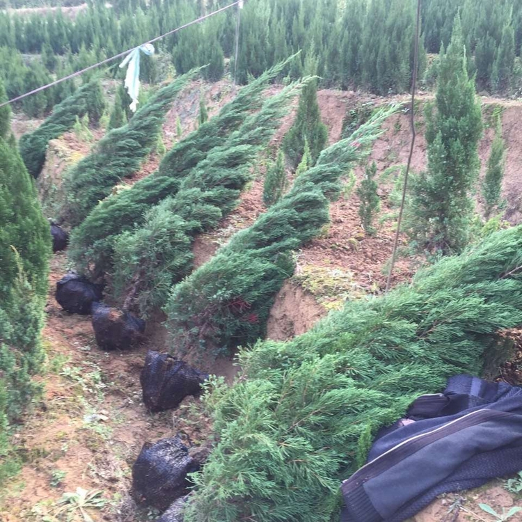 Baota Pine Seedling Wholesale in Growing region Baota Pine Seedling Wholesale Base