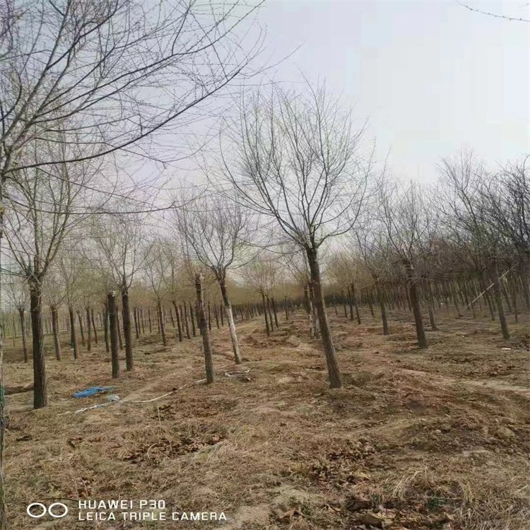 落叶乔木 金叶榆 美人榆树苗 花坛庭院小区园林绿化风景树