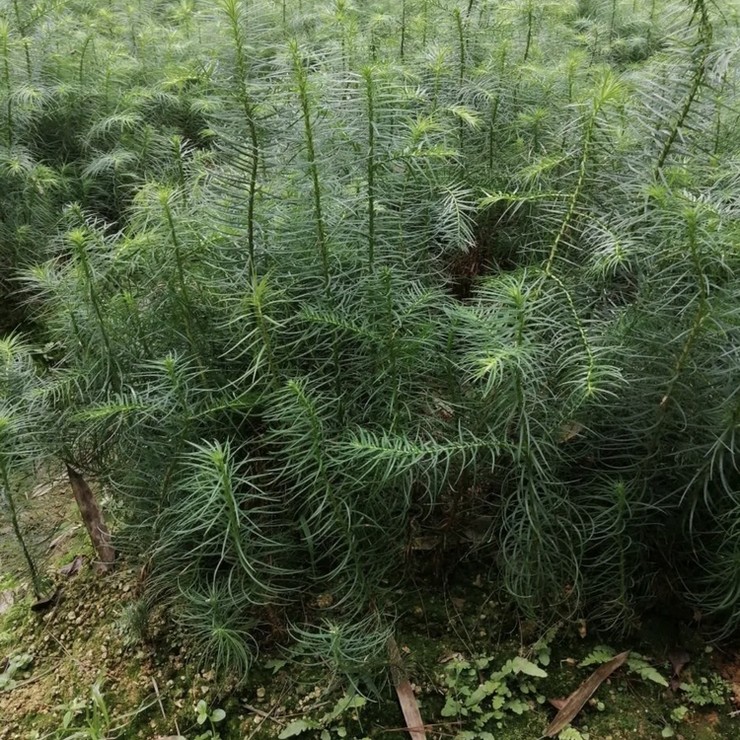 More than ten years of experience in seedling cultivation under the full process technical guidance of direct supply of 3cm metasequoia by farmers