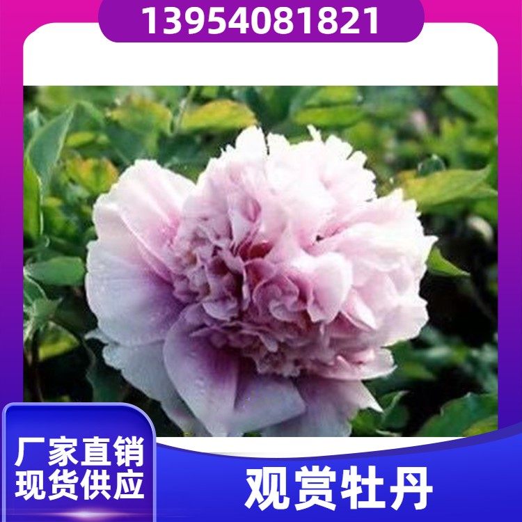 实体厂家 树干通直 非标定制 红色牡丹花 春秋园艺中心