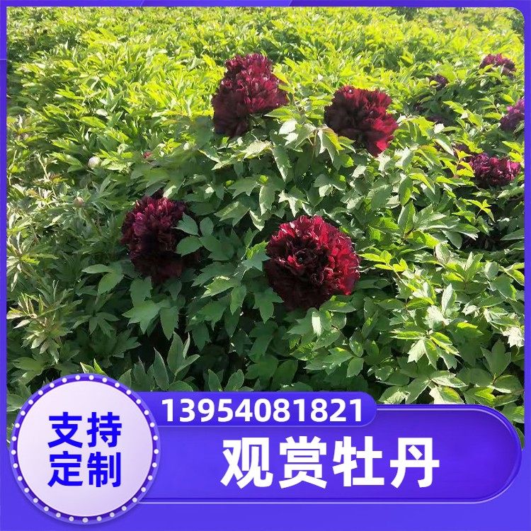 实体厂家 树干通直 非标定制 红色牡丹花 春秋园艺中心