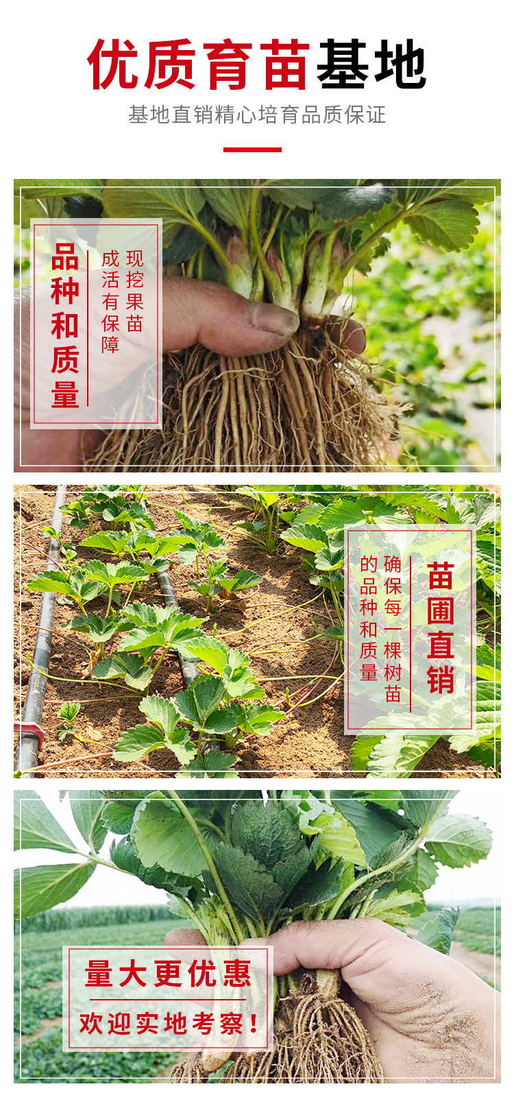 Zhang Ji, an old variety of sweet Charlie strawberry seedlings grown in high yield greenhouses every year