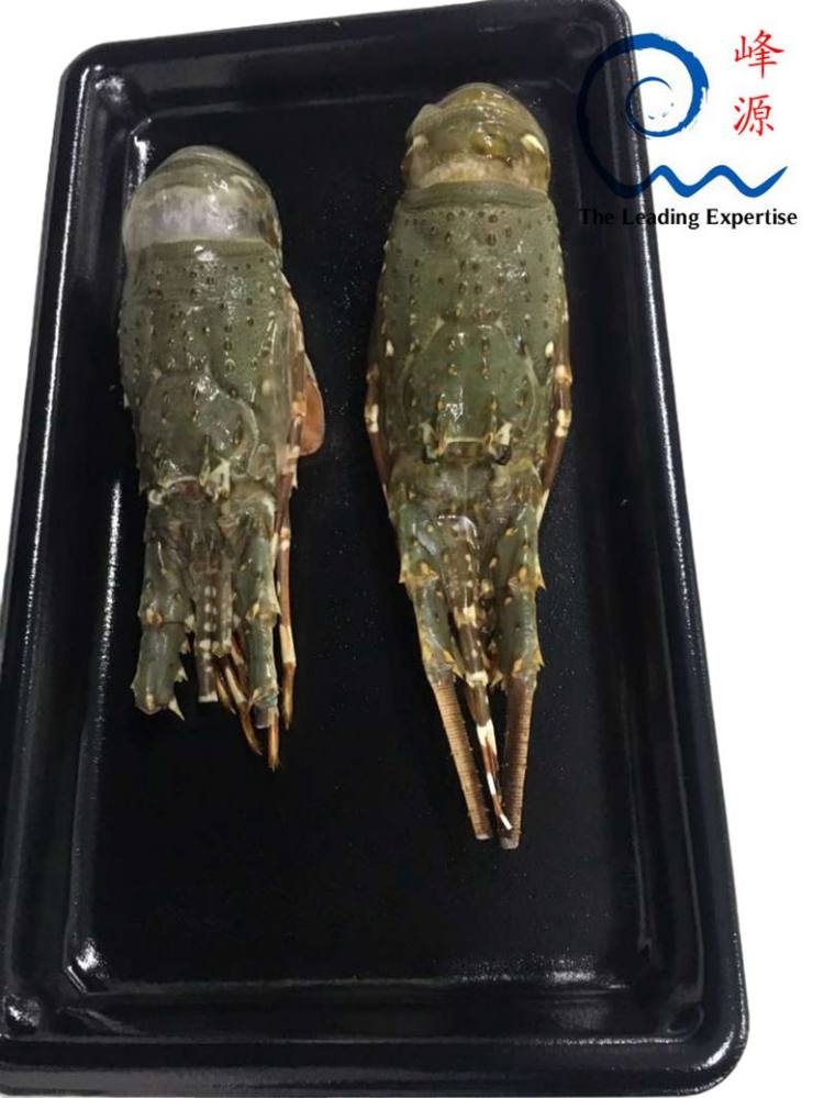 海虾产品贴体膜 牛肉贴体包装膜 透明度高 拉伸性佳