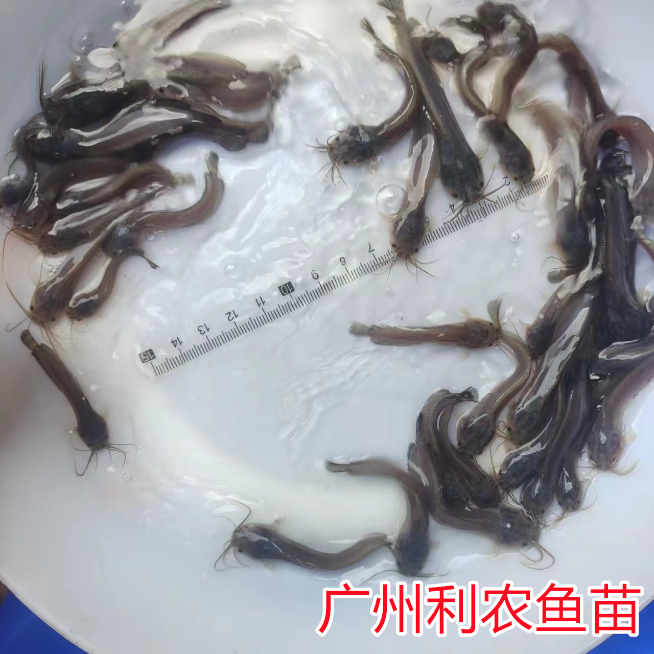 Wholesale of local pond silver fish fry, hybrid three yellow fish fry, local pond horn fish fry, quick production and breeding