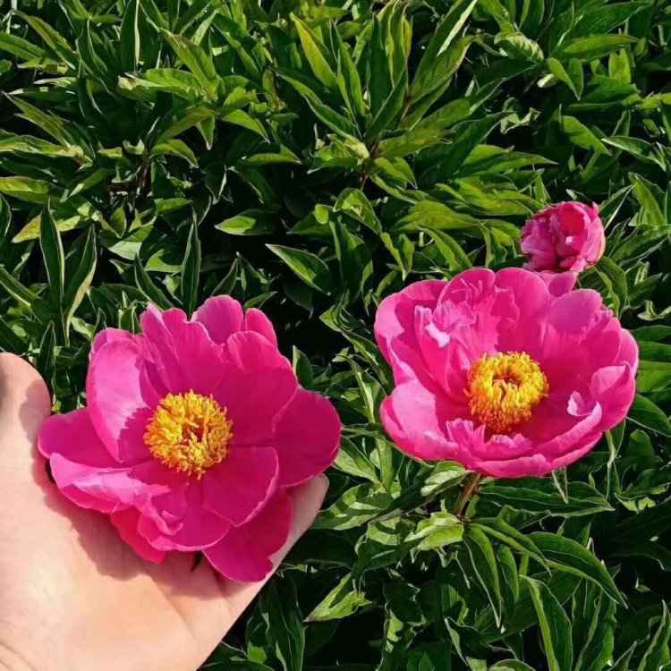 Potted ornamental peony green seedlings, single petal double petal flowers with thick and sturdy roots, and several cultivated and shipped from the base