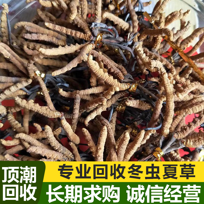 回收冬虫夏草礼品收购 现金结算快速响应 上门看货免费鉴定 长期求购 顶潮