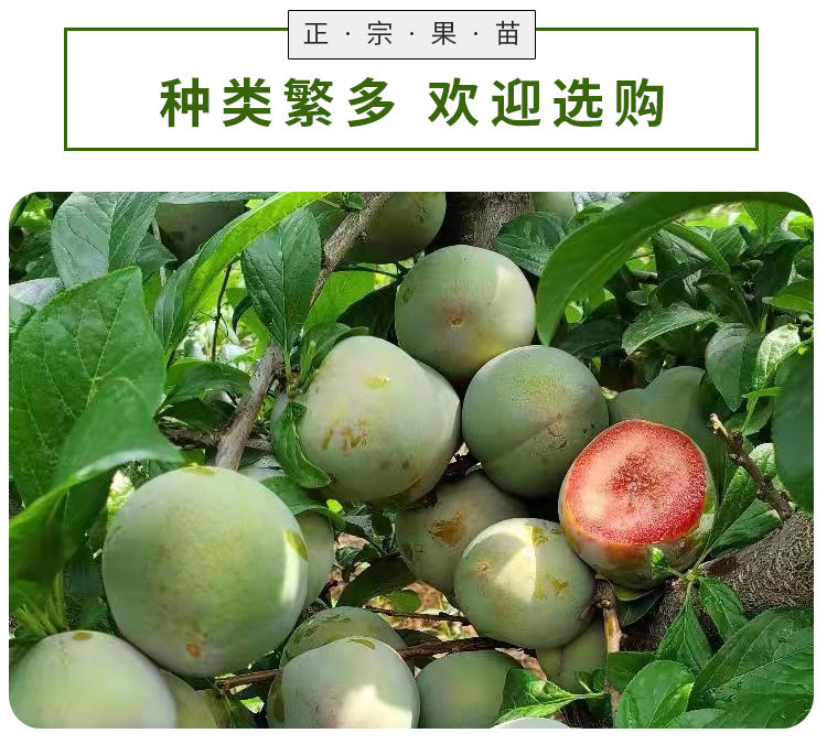 Tasty Emperor Plum Tree Seedling Dinosaur Egg Plum North South Suitable for Bee Sugar Plum Seedling West Plum Plum Seedling