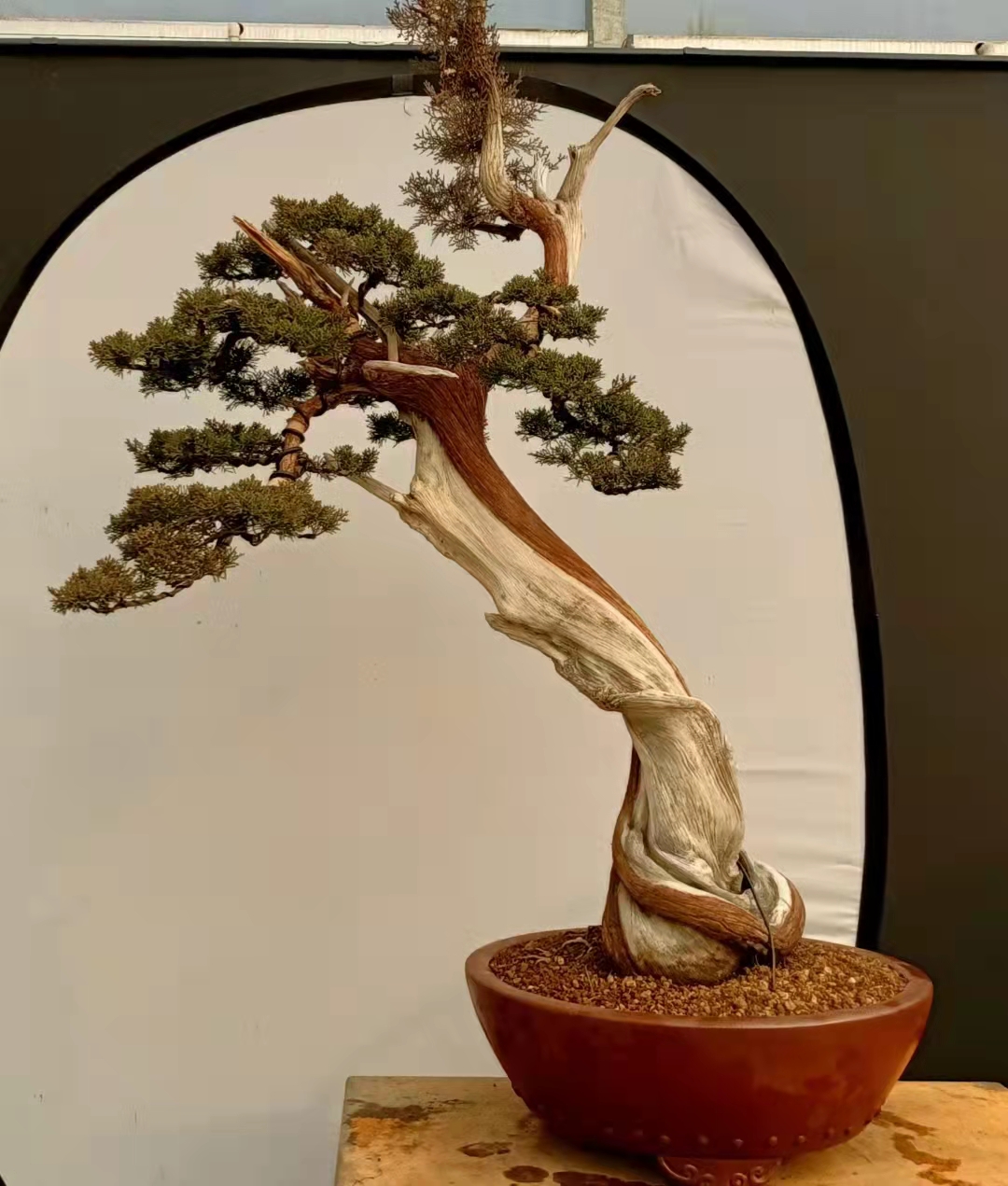 When will the exquisite cliff cypress and bright moon be rare? The size changes greatly, the height changes greatly, and the collection value is high