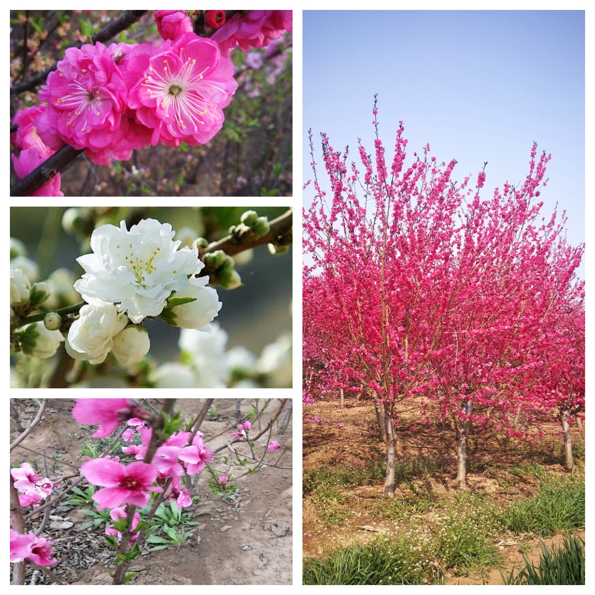 Dropping branch green peach with 1.5 meters branching points, red and white flower varieties, mostly formed by spring grafting for two years