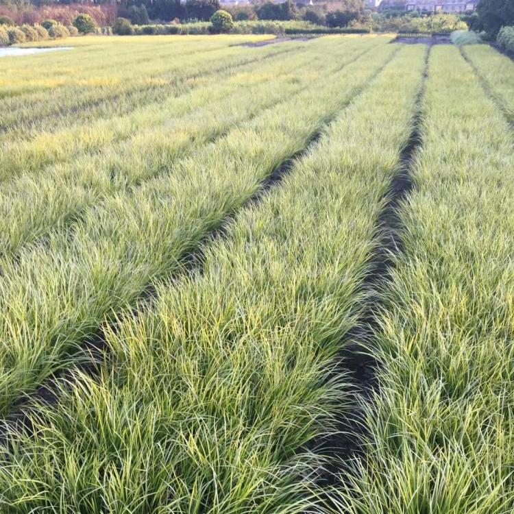 Supply of Golden Leaf Stone Acorus Seedling Aquatic Plant Ornamental Grass at Snory Cultivation Base