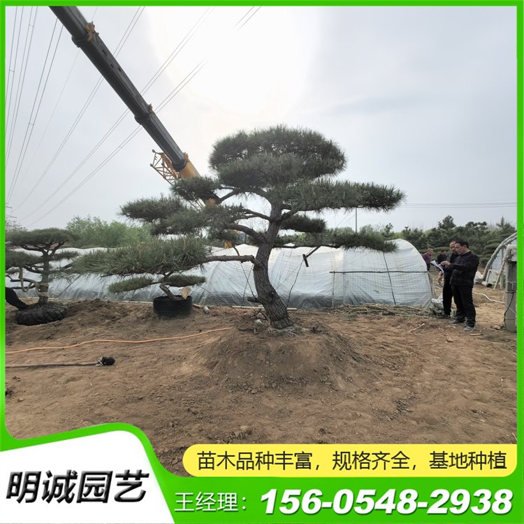 别墅庭院绿化黑松树 3米 4米5米小区用油松树冠飘逸优美造型景观松