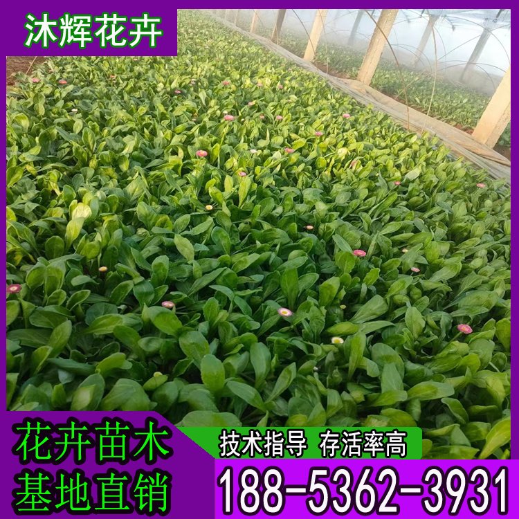 沐辉 雏菊 花色鲜艳 适应性较强 小区公园绿化 景区用工程苗